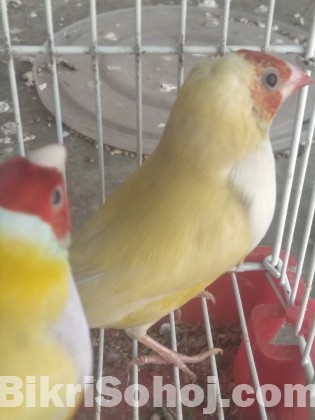 Running Yellow Gouldian Finch